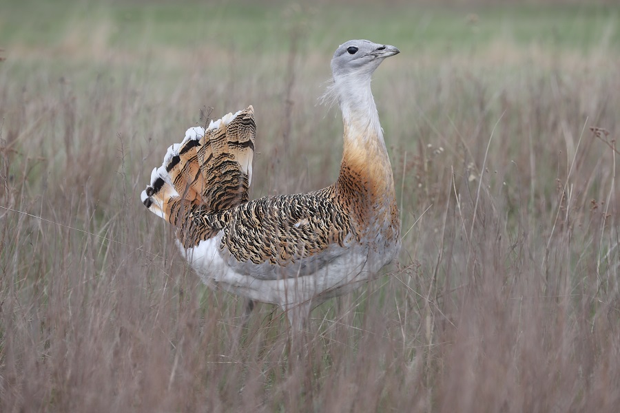Földkábellel a madarak védelméért
