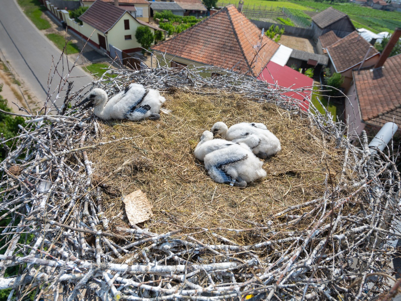 Idén is elkezdődött a fehér gólyák gyűrűzése