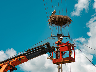 Megkezdődött a gólyák gyűrűzése