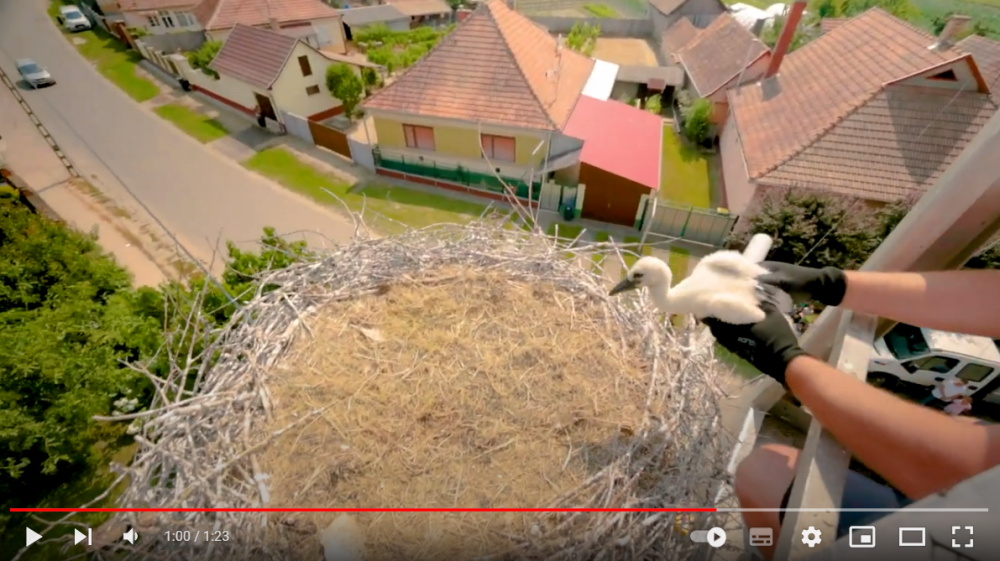 Gólyagyűrűzés Létavértesen